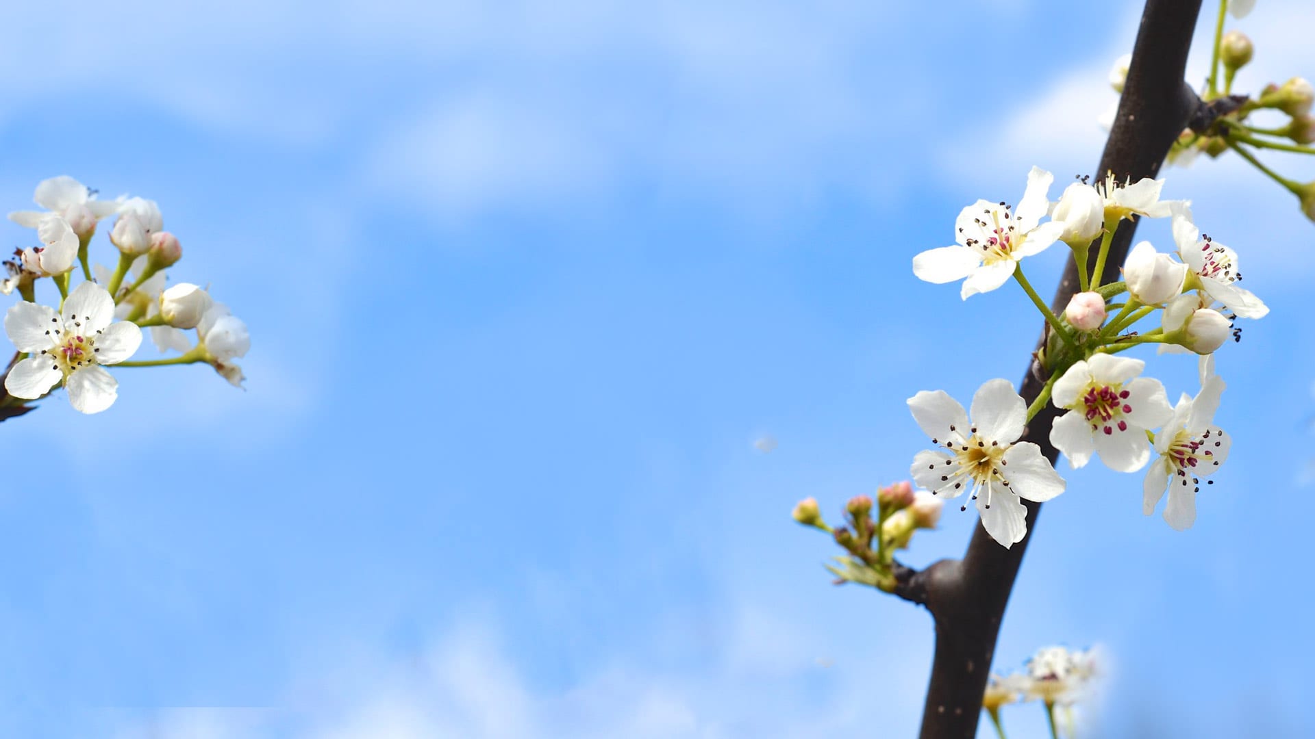 Spring-Main