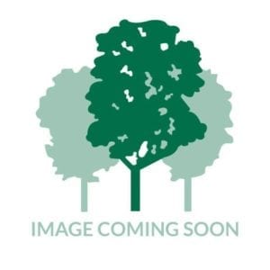 Robinia pseudoacacia 'Lace Lady'