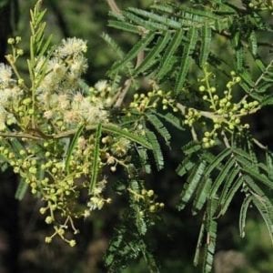 Acacia mearnsii