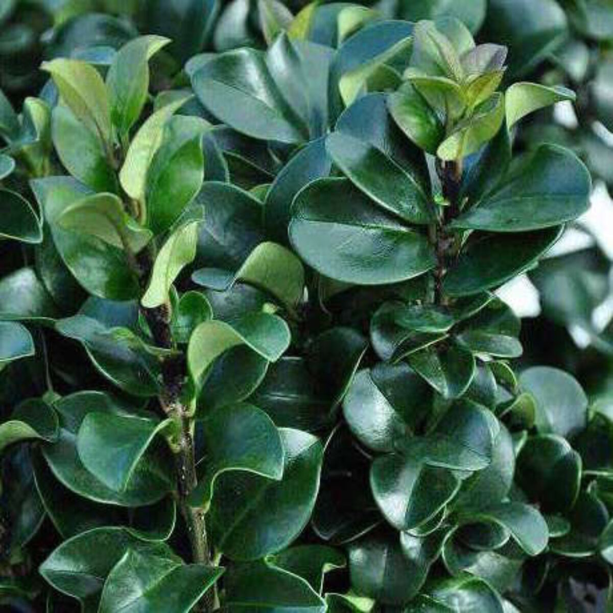 Buy Ligustrum rotundifolium Online - Southern Woods
