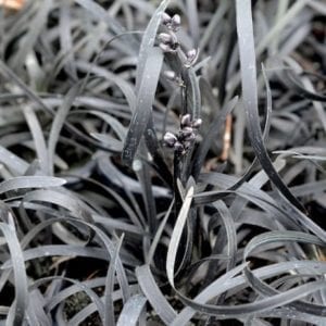 Ophiopogon planiscapus 'Black Dragon'