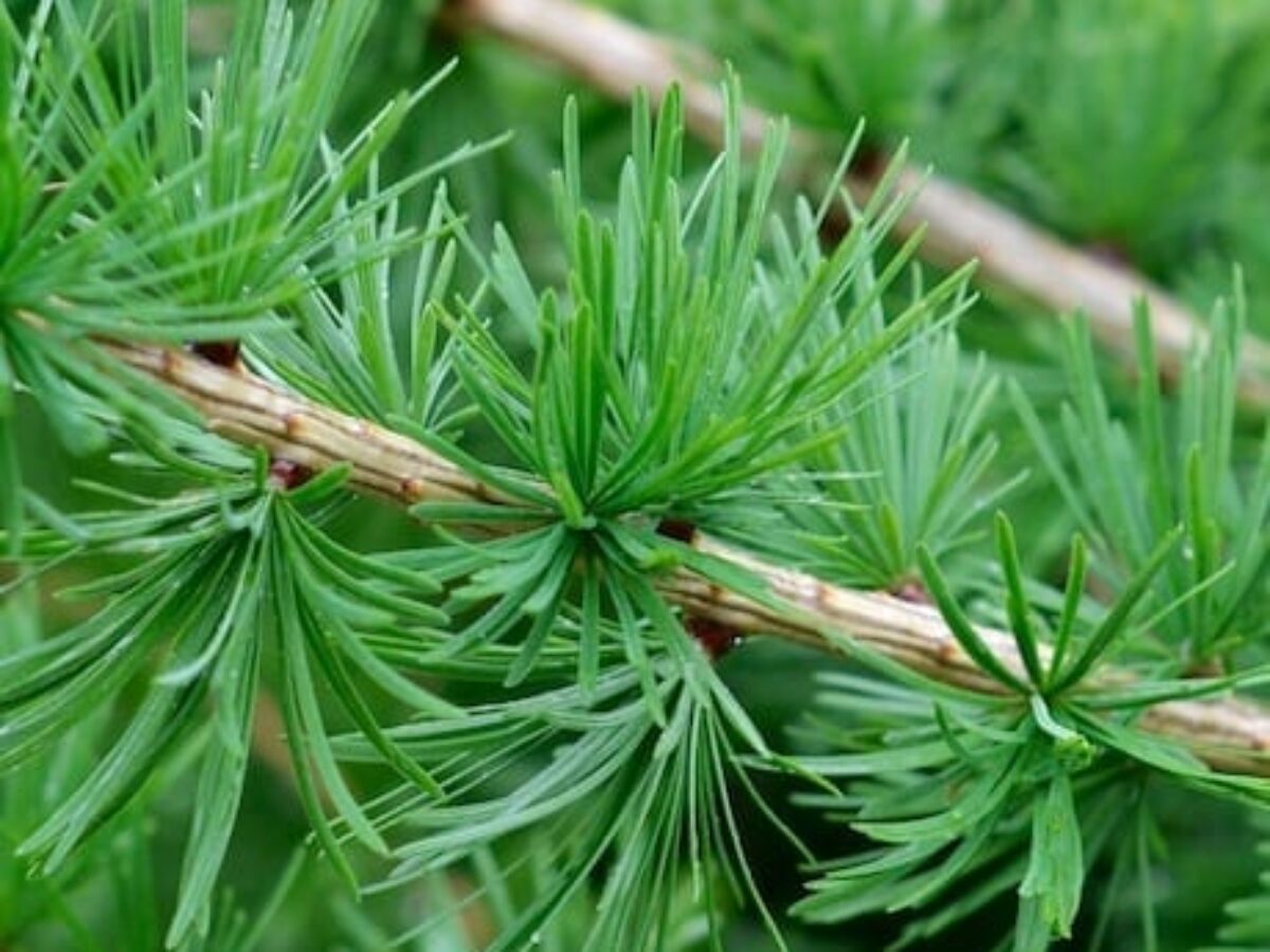 Buy Larix decidua Online - Southern Woods