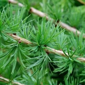 Larix decidua