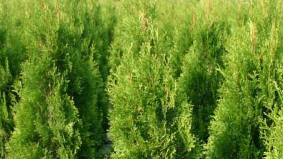 Buy Thuja occidentalis 'Smaragd' Online - Southern Woods