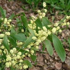 Acacia melanoxylon