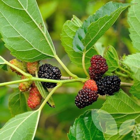 Buy Morus nigra (Black Mulberry) Online - Southern Woods