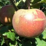 Field Grown - Rootstock MM106