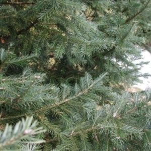 Abies vejari