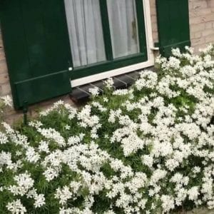 Choisya 'White Dazzler'