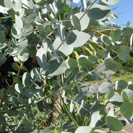 Eucalyptus Plants for Sale - Buying & Growing Guide 