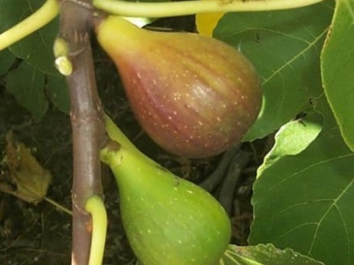 Buy Fig 'French Sugar' Online - Southern Woods