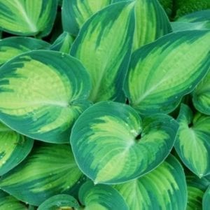 Hosta 'June'