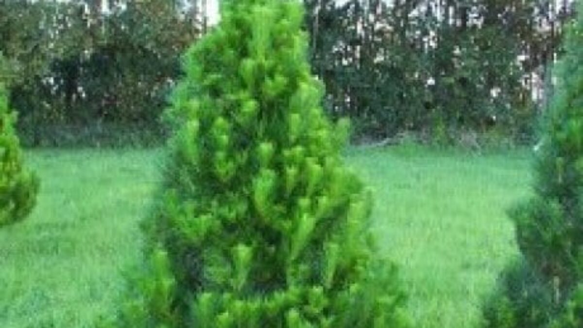 Buy Pinus Radiata Christmas Seedlings Online Southern Woods