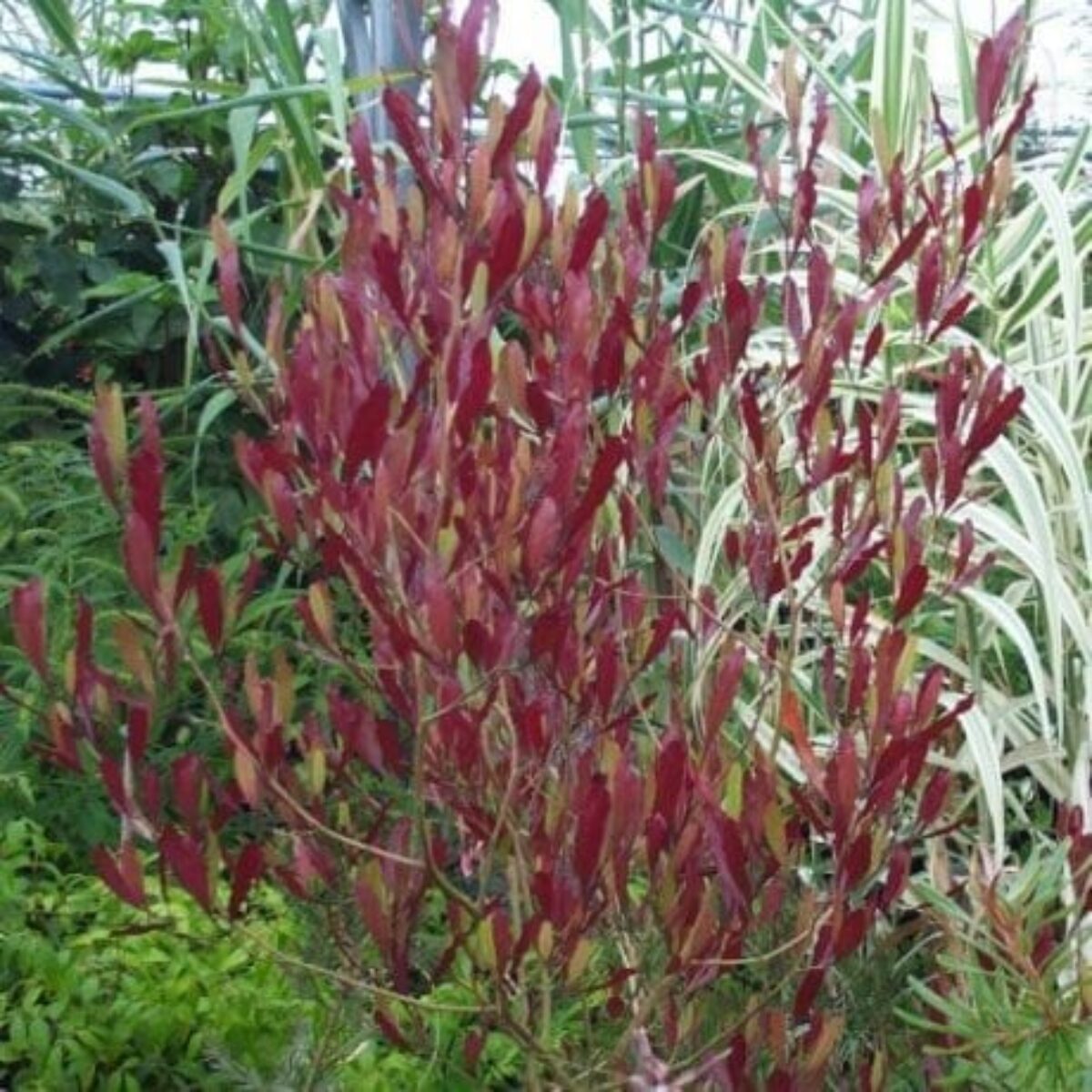 Buy Dodonaea viscosa 'Purpurea' Online - Southern Woods