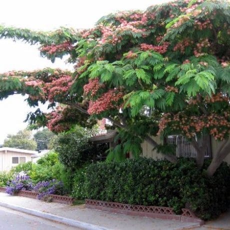 Buy Albizia Julibrissin Rosea Online Southern Woods