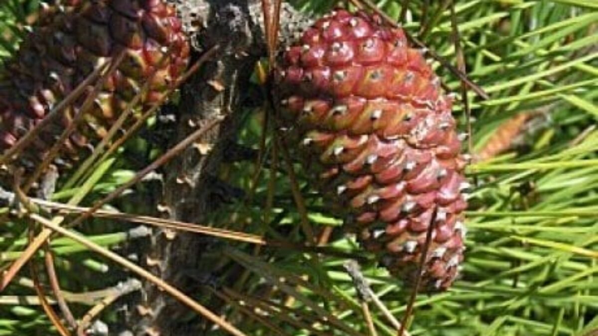 Buy Pinus Pinaster Online Southern Woods