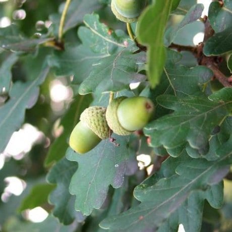 Buy Quercus robur Online - Southern Woods