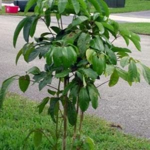 Schefflera digitata