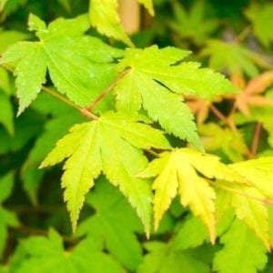 Acer circinatum x palmatum