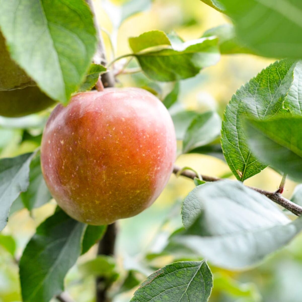 Apple - fulaibo Fujico-1-300x300.jpg