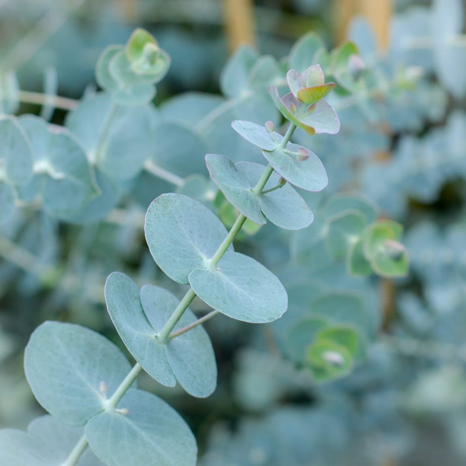 Eucalyptus Plants for Sale - Buying & Growing Guide 