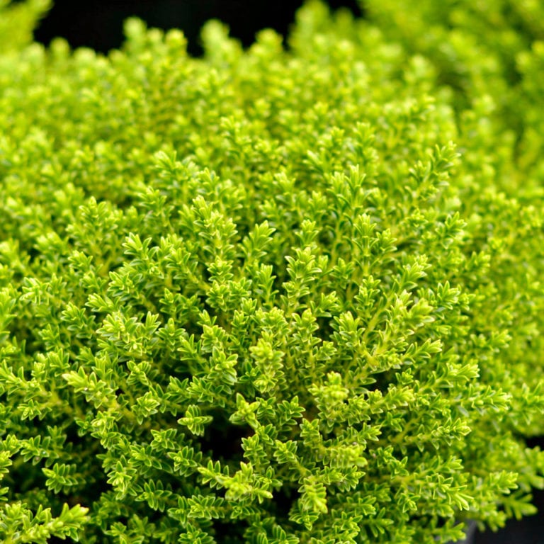 Buy Hebe 'Emerald Gem' Online Southern Woods