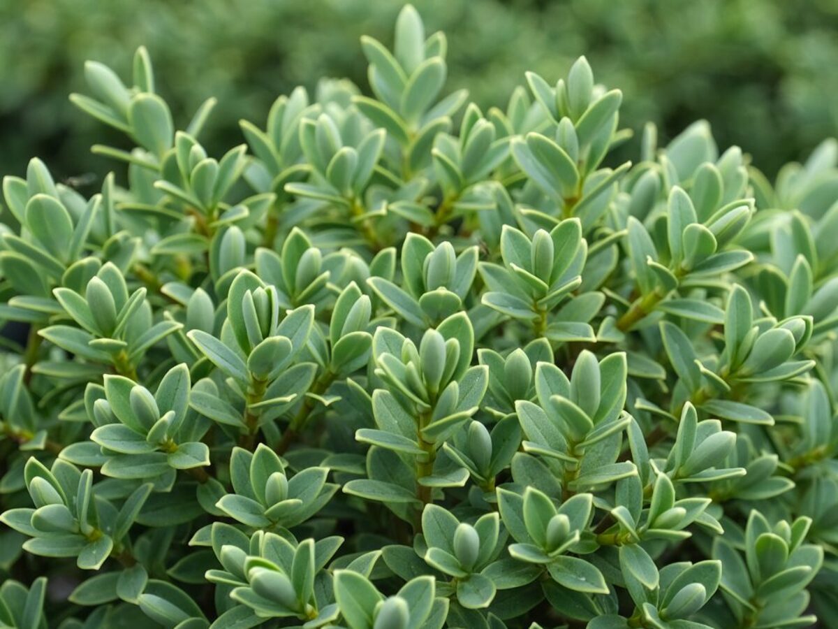 Hebe Buy Hebe 'Sutherlandii' Online - Southern Woods