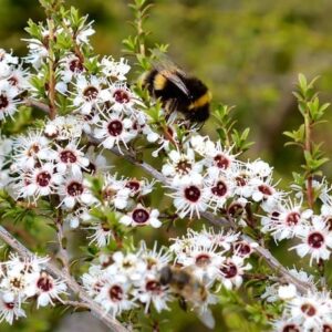 Kunzea ericoides