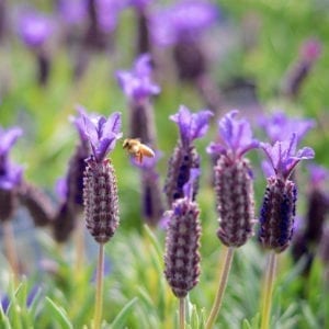 Lavender major