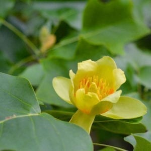 Liriodendron tulipifera