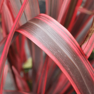 Phormium 'Firebird'