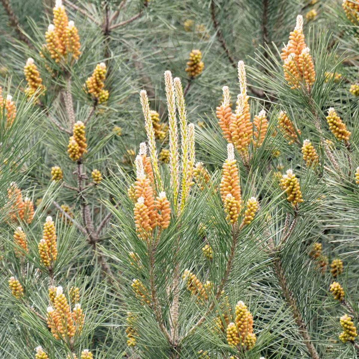 Pinus Pinea