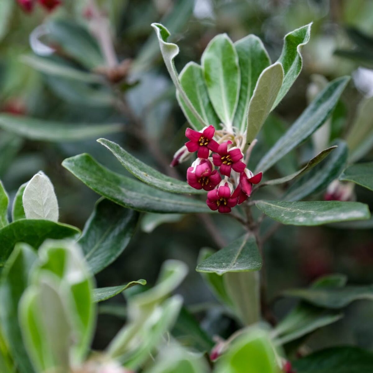 Pittosporum Crassifolium Pittosporum Crassifolium | Coastal Hedging