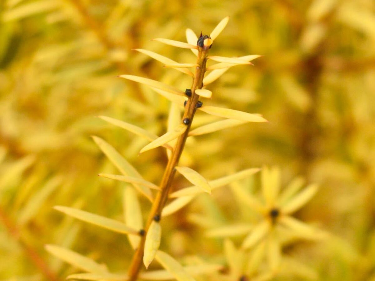 ist eine thuja ein baum Thuja Baum – Pflegefreier Lebensbaum für Innen main image 1