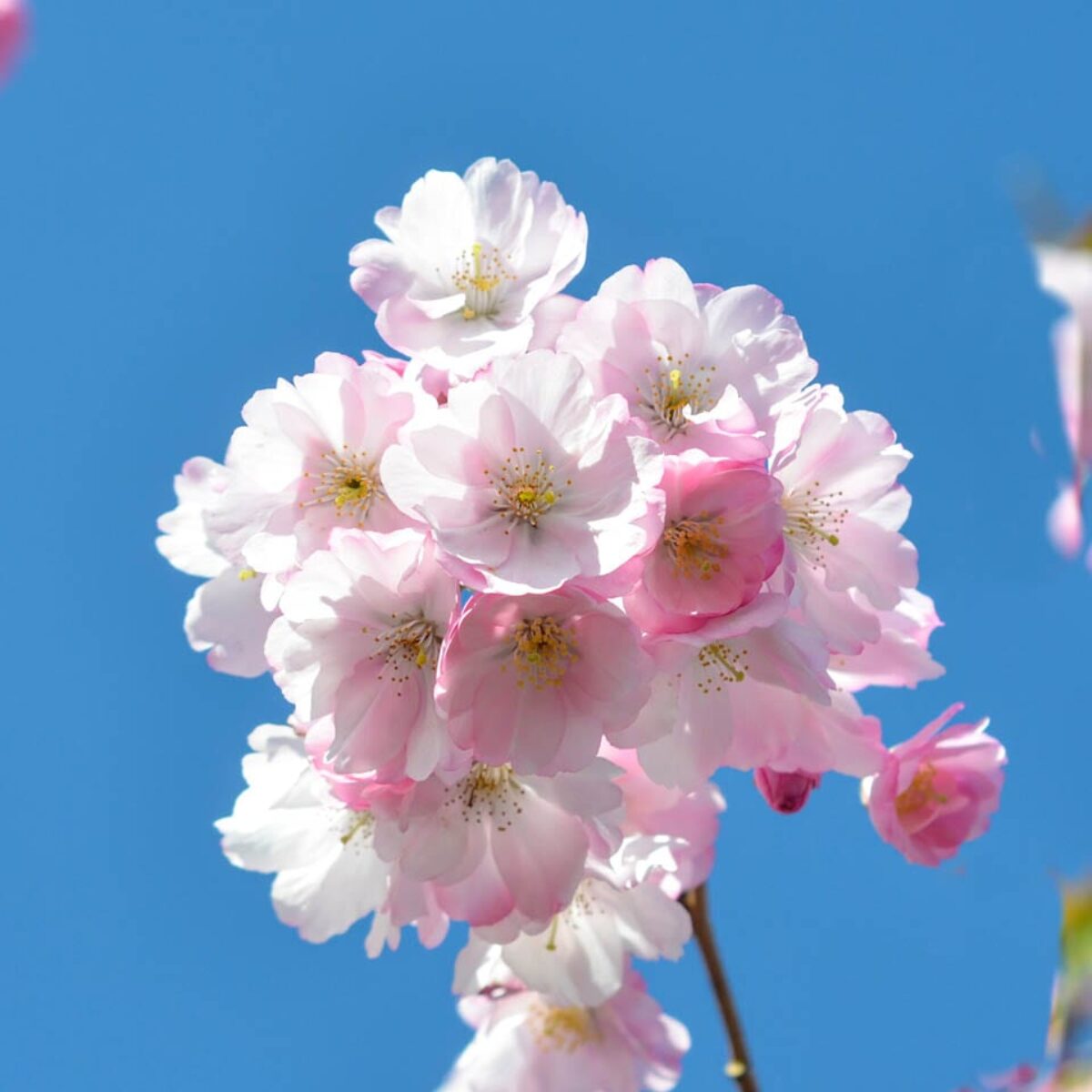 Prunus Accolade Southern