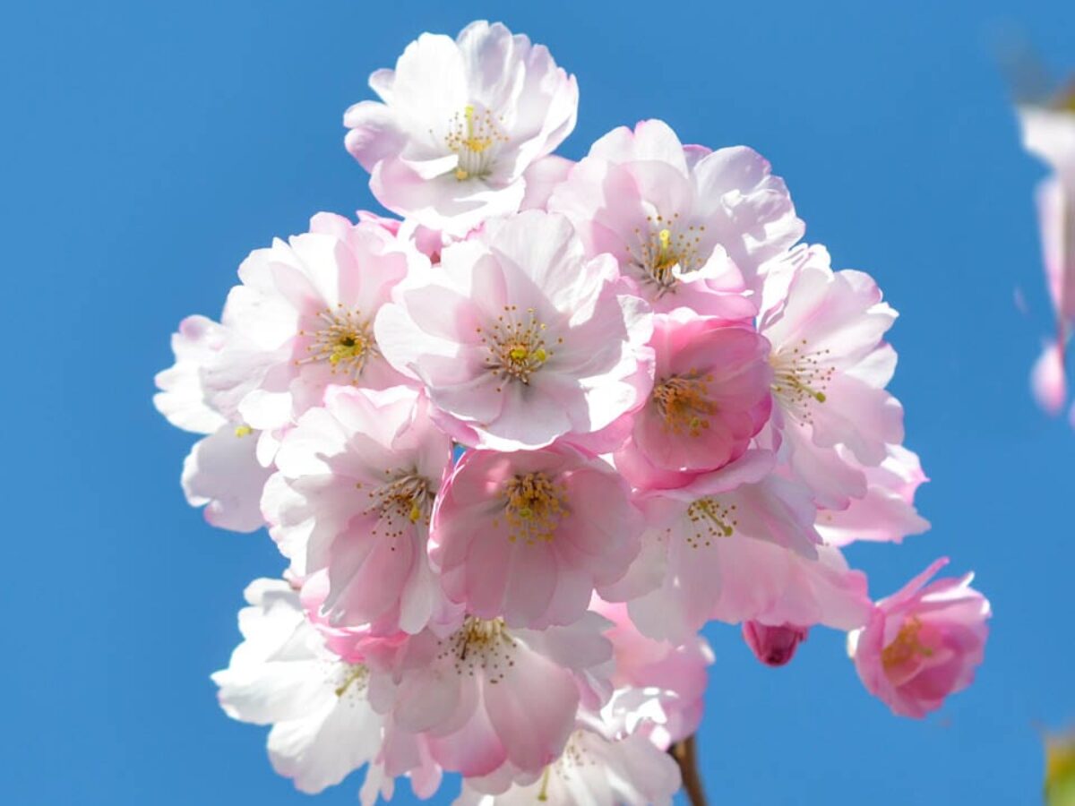 Buy Prunus Accolade Online Southern Woods