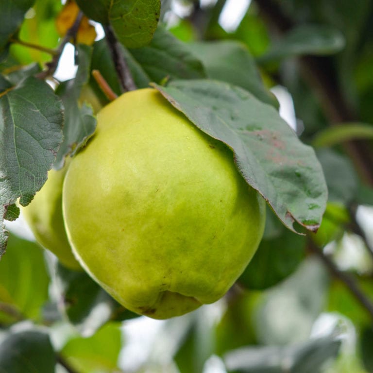 Buy Quince 'Smyrna' Online Southern Woods