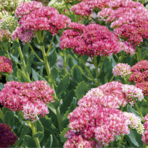 Sedum 'Autumn Joy'