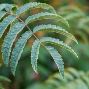 Sorbus aucuparia