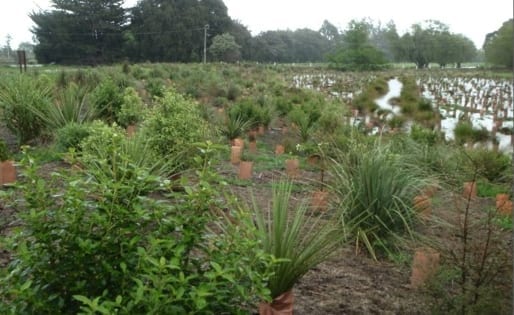 Tai Tapu Bush1