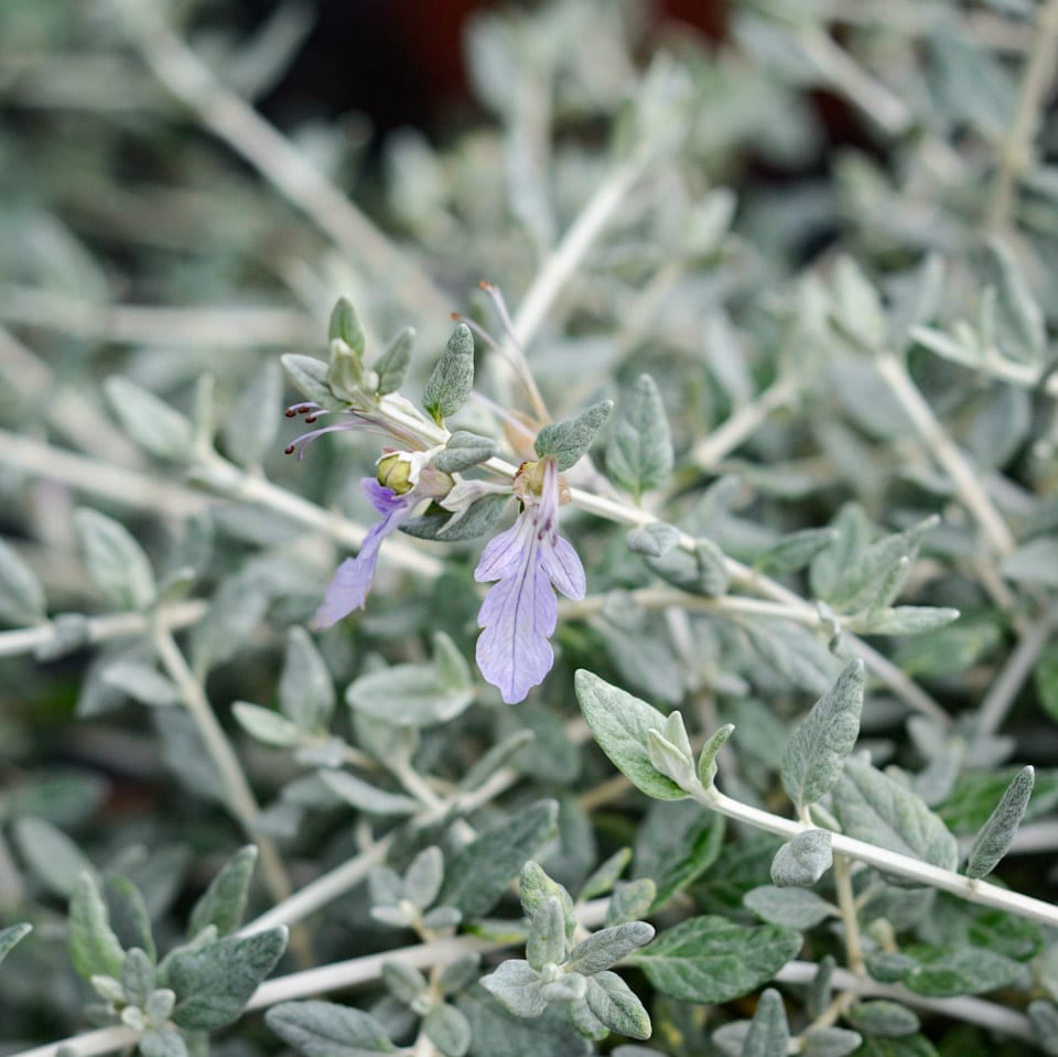 Buy Teucrium Fruticans Online Southern Woods Buy Teucrium Fruticans Online Southern Woods