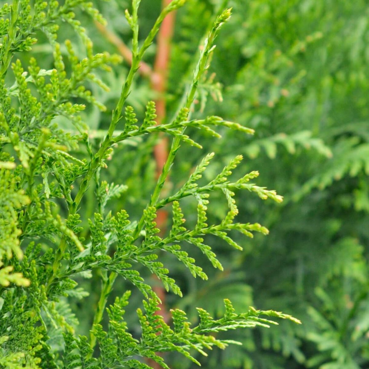 drachenblutbaum zimmerpflanze Dracaena janet lind (Drachenbaum) kaufen