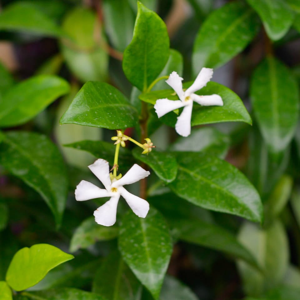 Buy Trachelospermum Jasminoides Online Southern Woods 