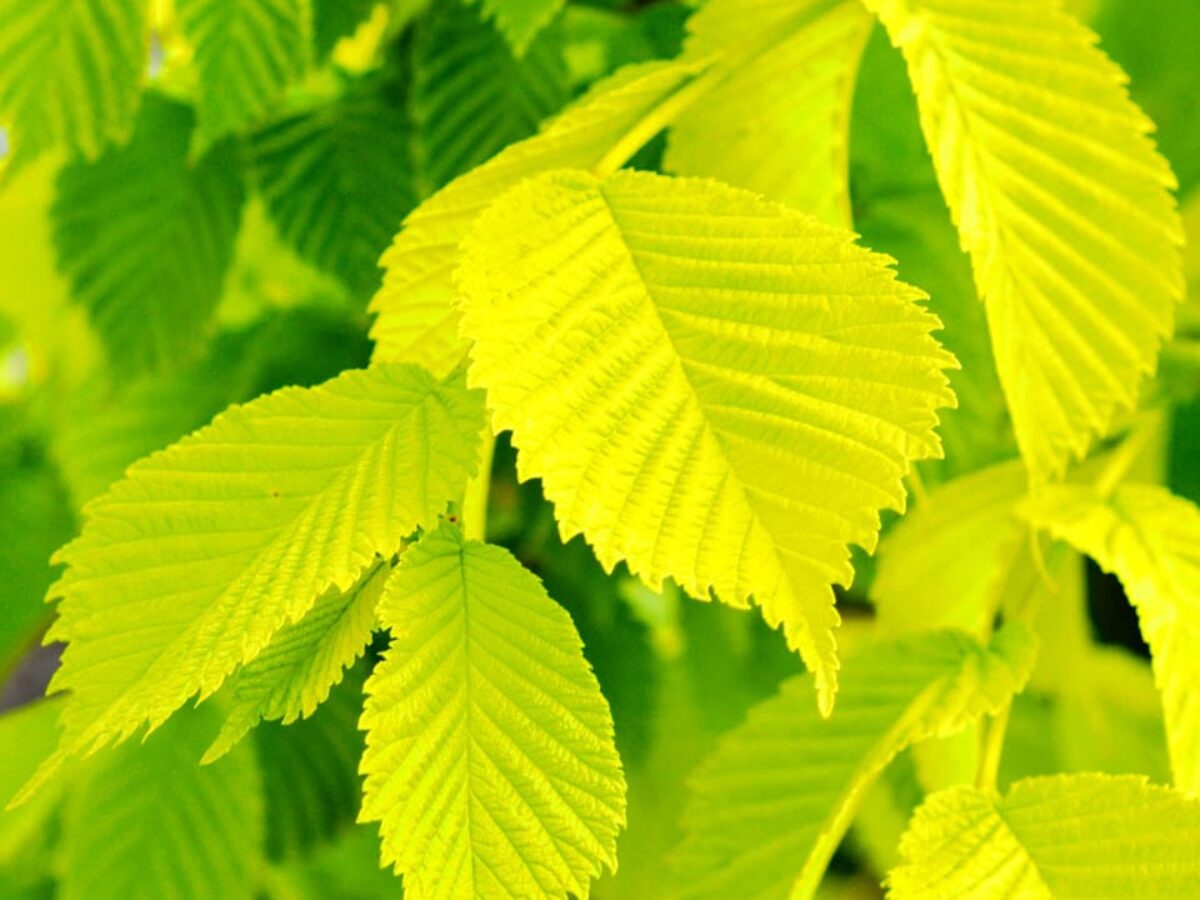 Buy Ulmus Procera Louis Van Houtte Online Southern Woods