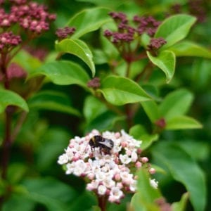 Viburnum tinus 'Emerald Beauty'