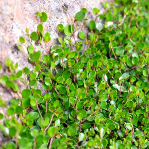 Muehlenbeckia axillaris