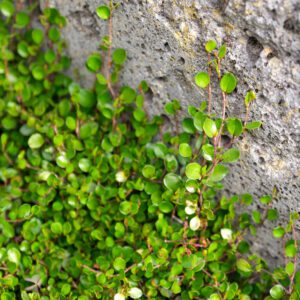 axillaris 2