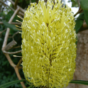Banksia integrifolia