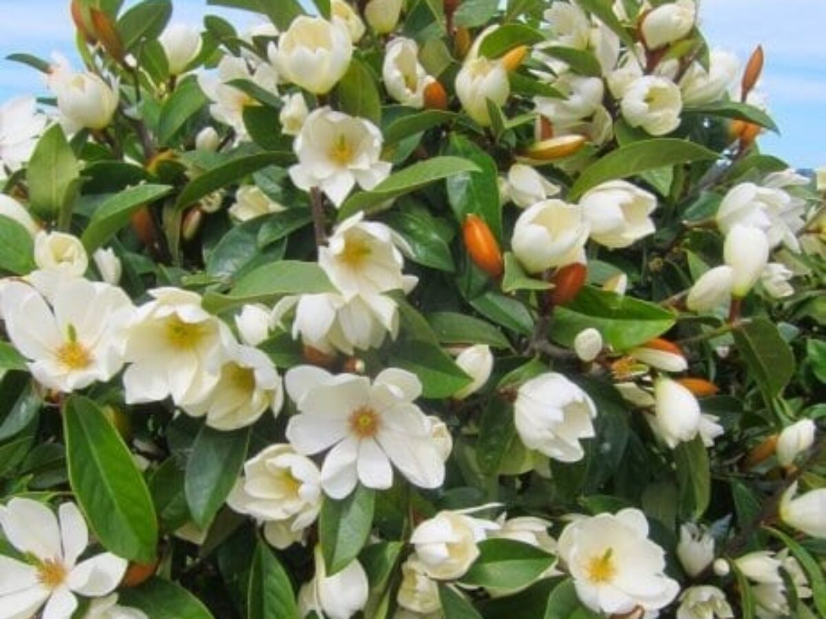 Buy Michelia 'Lemon Fragrant' Online Southern Woods