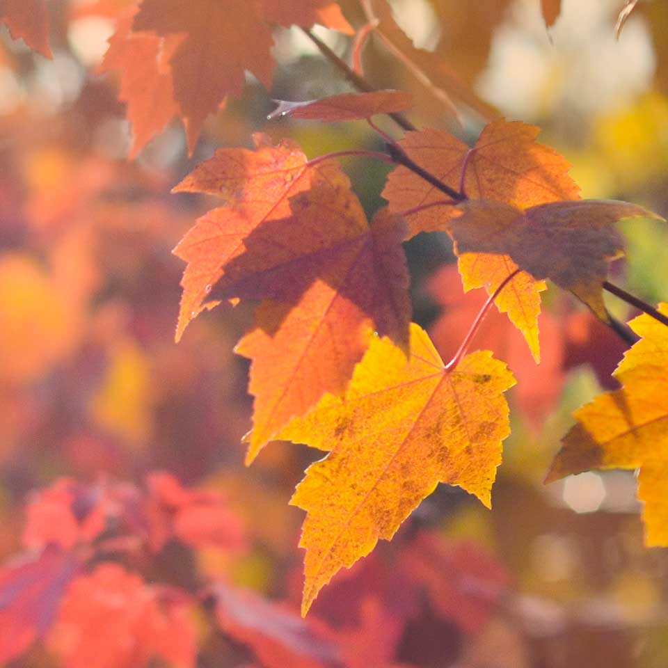 Southern Woods Nursery - Buy Plants Online